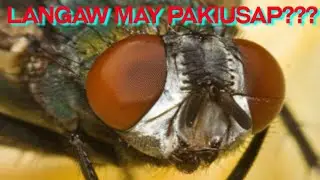 Langaw nagsasalita | nagsasalita na langaw