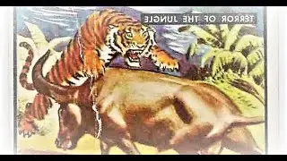 ТИГР vs БЫК