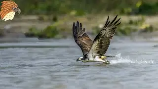Imperial Eagle : Elite Dangerous Bird Of Prey