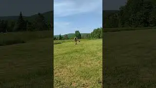 Training My 1yr Old GSD #GSD #K9 #dogtraining