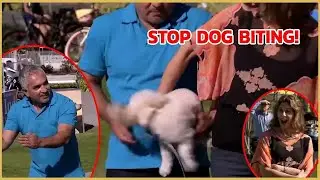 Addressing Nervous Dog Energy | Dog Nation