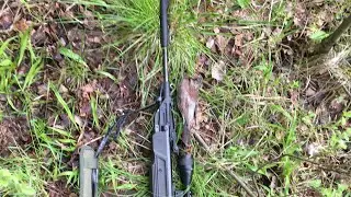 Удачная охота на дрозда с добычей