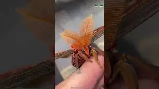 How This Moth Survive Without Mouth?