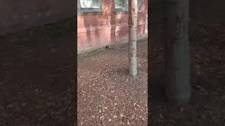Белочка прячет Гриб! 