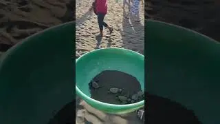 Velas Turtle Festival #turtle #sea #maharashtratourism #konkan