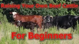 Raising Your Own Beef Cattle For Beginners