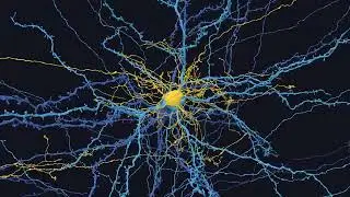 Glia squish 2024