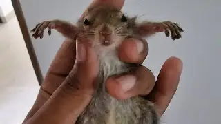 fun time_ lisa and luca 🩷 |  life with cute little squirrel | animal lovers #funny #animallover