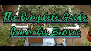 THE COMPLETE GUIDE CANNABIS CLONES TO BONSAI. ADVANCED TIPS FOR GROWING HEALTHY POTENT CANNABIS
