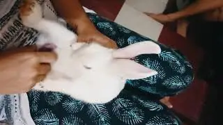Bunny kit feeding *