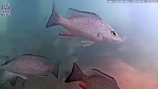 Southern Stingray Passes By #vivathekeys #underwater #livestream