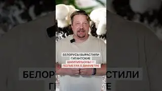 Белорусы вырастили гигантские шампиньоны — полметра в диаметре