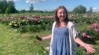 Цветение пионов в нашем питомнике. Отзывы (4я часть). Пулков сад, 2024 г.