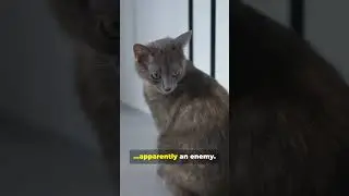 Cat Logic Collection #catshorts #catvideos  #funnycats
