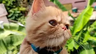 Chal Chaiya Chaiya |  Simba Edition
