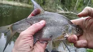 Что по подлещику !?🎣  матрасный выезд на поплавок