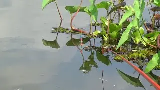 nemu spot ajaib, ikan meluncur seperti roket!! dari ratusan spot mancing ini yang paling bener