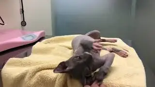 加拿大無毛貓 來看獸醫
