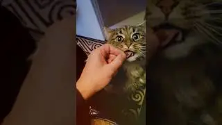 Cat Tishka with yummy 
