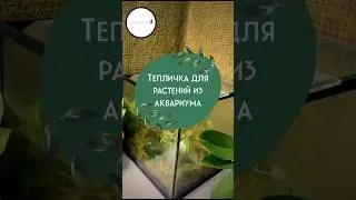 Тепличка для растений из аквариума🌿 #черенки #черенкование #мох #монстера #комнатныерастения