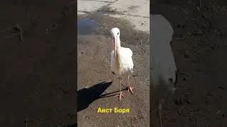 Ручной аист.