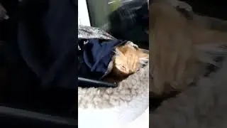 Найдёныш 🐈
