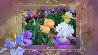 Июньские цветы для изысканной леди!