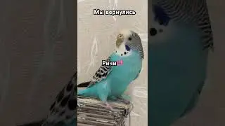 #birds #cute #budgies #budgies #попугай