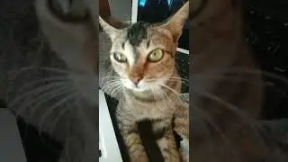 Teleng the great Cat of the day haha