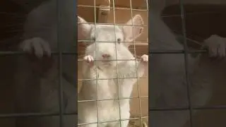 ШУНЯ ВЫПРАШИВАЕТ СЕМЕЧКУ😇 