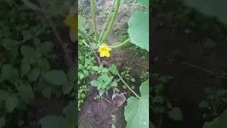 Обрезка пасанков на огурцах!