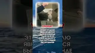 УМНЫЙ ПЕС? 