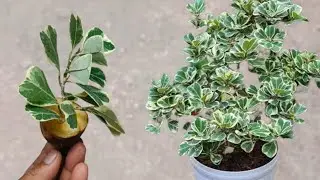 Cara memperbanyak beringin kupu-kupu dengan pisang anti gagal
