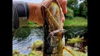 Wood pigeon streamer | just fishing