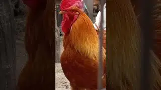 Петушок - Золотой Гребешок!