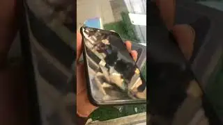 iphone 8 plus pta approve