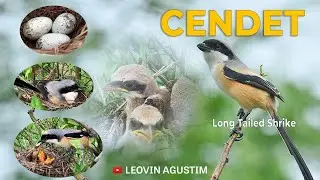 Perkembangan Anak Burung Cendet dari pengeraman sampai meninggalkan sarang