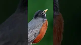 American Robin Song #wildlifephotograph #shorts #short #robin #americanrobin #birding #birds #bird