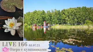 ⚜Озеро с кувшинками. Новопятницкое водохранилище | LIVE 166