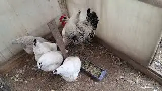 Курочки доминанты. Что я делаю неправильно? Как помочь?🤔🐔