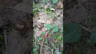 #рассказыдлядетей