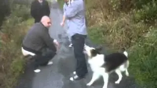 Shaws Dog attacking Pig