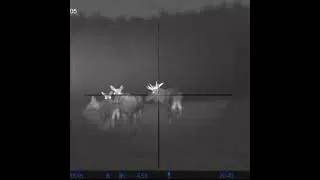 Охота на лося в Беларуси.