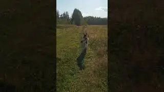 Иртыш на выгуле #собака #вео #shorts