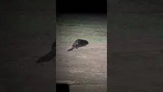 Бобр в степи