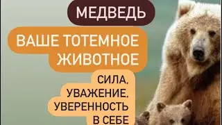 BEAR - totem animal# what power does it give you and what lessons does it bring into your life#?