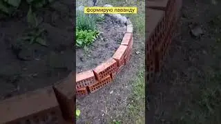 Лаванда. Формирование куста