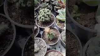 Хвастаюсь своими кактусами! 🌵🌵🌵 