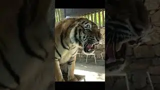 Tiger 256