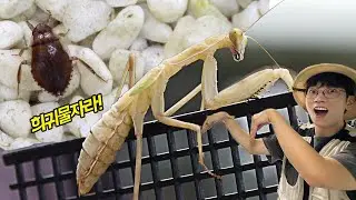 이런 색의 사마귀가 있다니?!! 더벅스 2부
